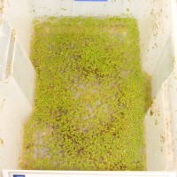 Common Duckweed